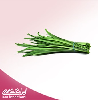 بذر سبزی تره ایرانی فله