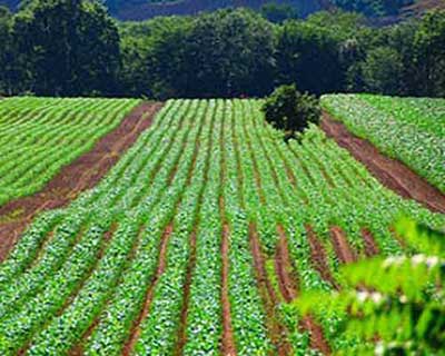 نکات مهم برای مراحل آماده سازی زمین کشاورزی