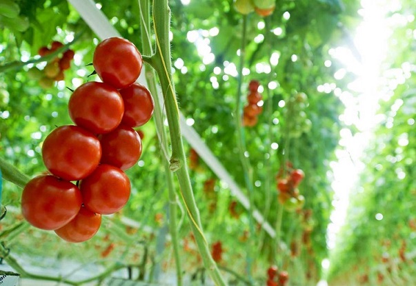 بهترین کود برای افزایش باردهی گوجه فرنگی 