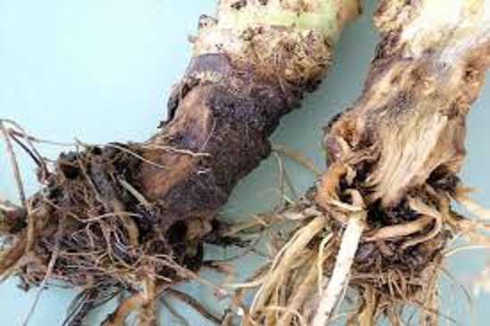 درمان پوسیدگی ریشه گیاهان
