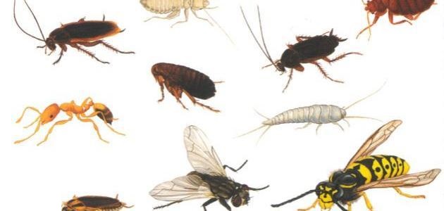 شناسایی و از بین بردن حشرات خانگی و موذی 