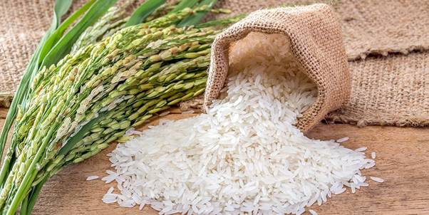 توضیحاتی کامل در خصوص کود افزایش باردهی برنج و برداشت بهینه آن 