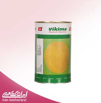 بذر استاندارد ملون آناناسی محصول شرکت ویکیما