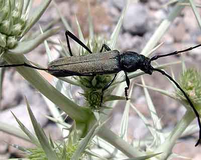 مبارزه با سوسک سرشاخه خوار رزاسه