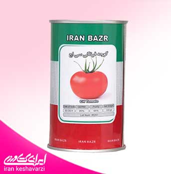 بذر گوجه فرنگی سی اچ محصول شرکت ایران بذر