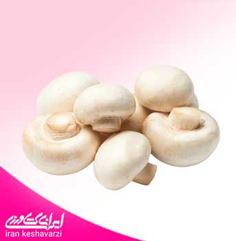 پکیج کامل کمپوست قارچ دکمه ای سفید Agaricus bisporus