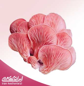 بذر قارچ صدفی صورتی Pleurotus salmoneostramineus