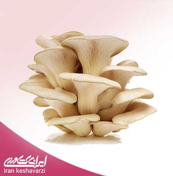 بذر قارچ صدفی سفید خوراکی Pleurotus florida