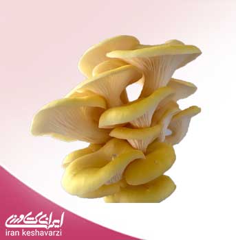 بذر قارچ صدفی طلایی Pleurotus citrinopileatus