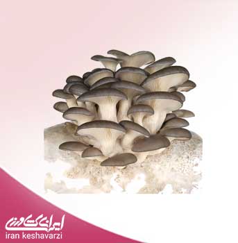 بذر قارچ خوراکی صدفی خاکستری Pleurotus ostreatus