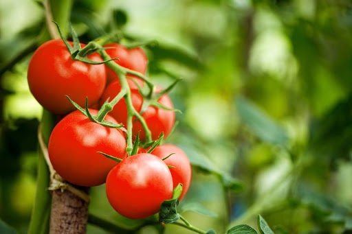 بستر کشت گوجه فرنگی در مکان های گوناگون