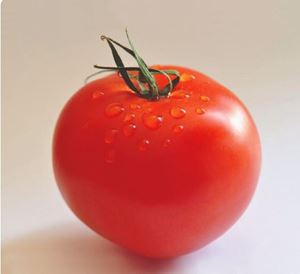 بذر گوجه فرنگی سی اچ محصول شرکت ایران بذر
