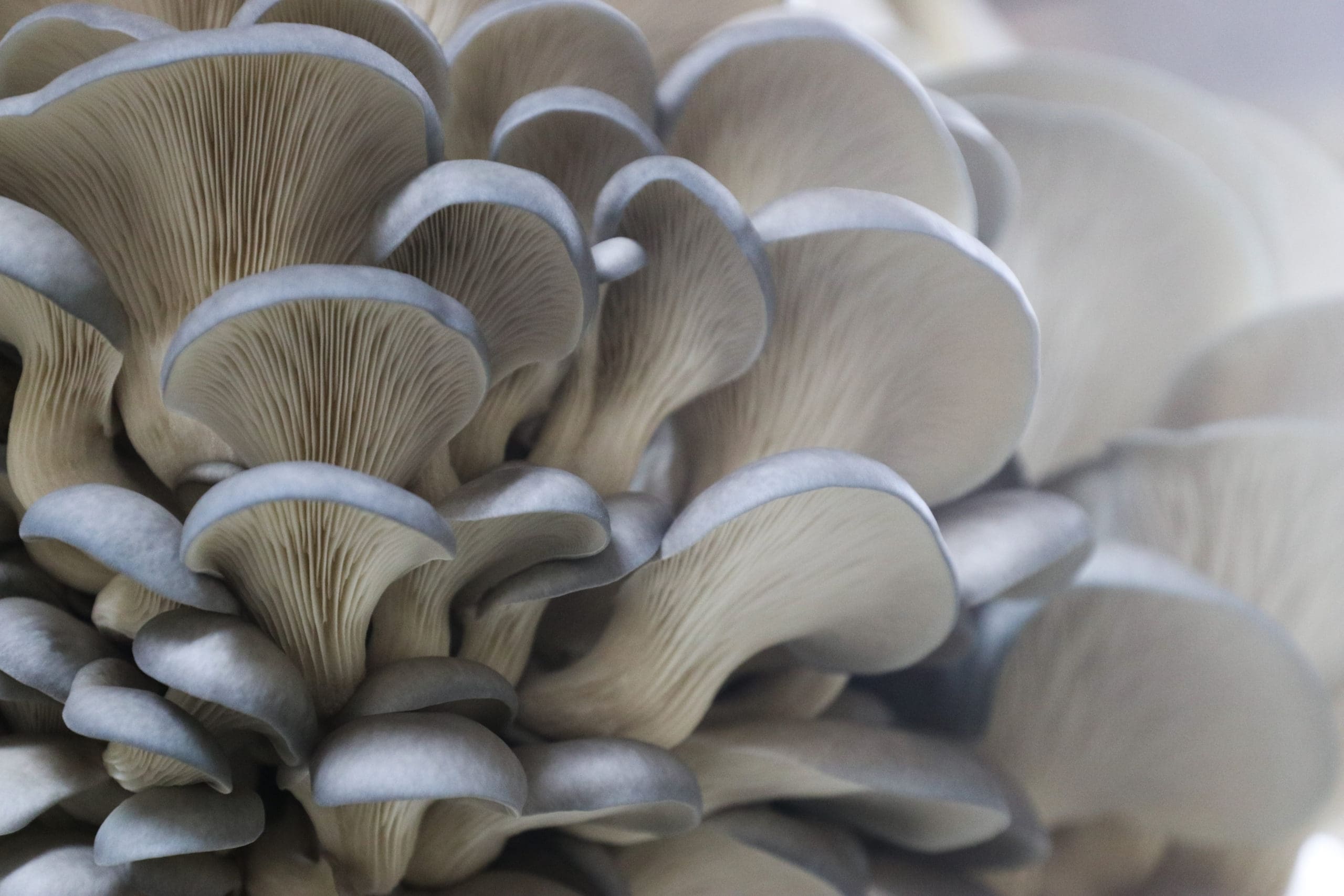 Вешенка описание. Вёшенка обыкновенная / Pleurotus ostreatus. Вёшенка обыкновенная Лесная. Вёшенка устричная (Pleurotus ostreatus). Вешенка говорушка древесные.