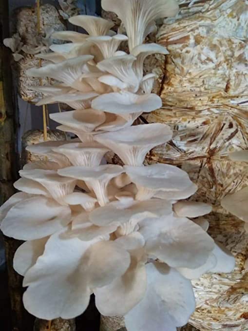 بذر قارچ صدفی سفید خوراکی Pleurotus florida