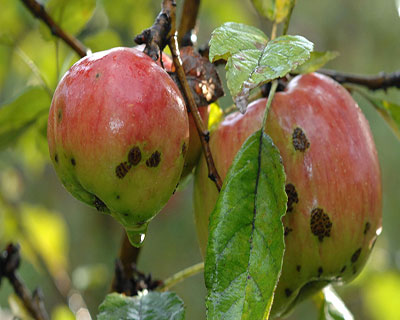 مهمترین آفات و بیماری های درخت سیب