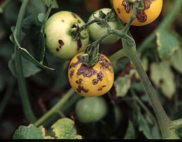 لکه سیاه گوجه فرنگی 