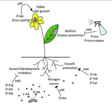 نقش اسید امینه در گیاهان