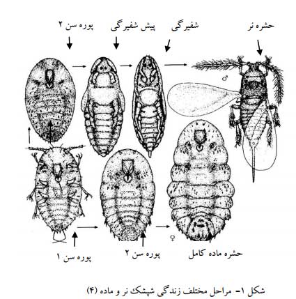 چرخه زندگی شپشک ها