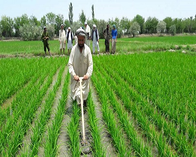 کشاورزی در افغانستان