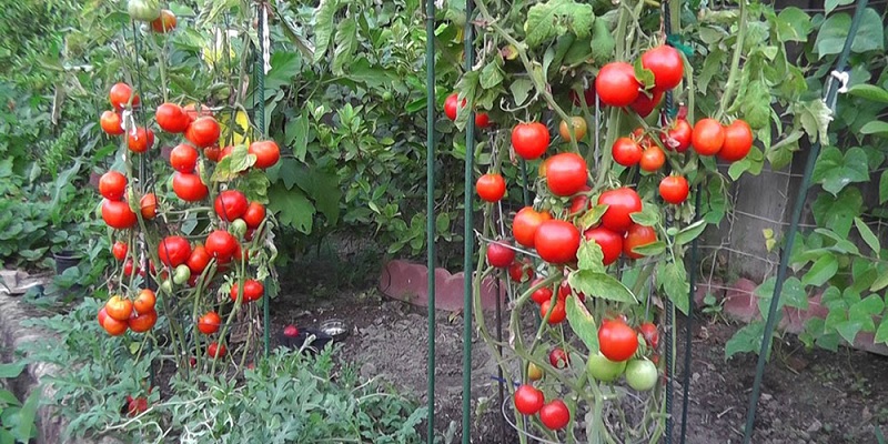 افزایش باردهی گوجه فرنگی 