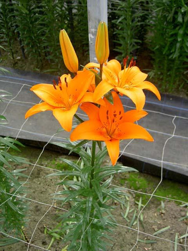 کاشت گل لیلیوم در باغچه کاشت گل لیلیوم در باغچه