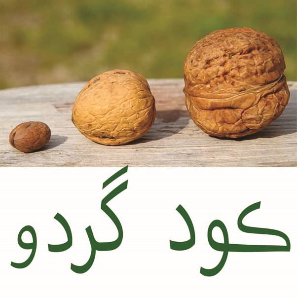 مطلوب ترین کود درخت گردو