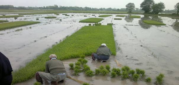 تأثیر کود افزایش باردهی برنج 