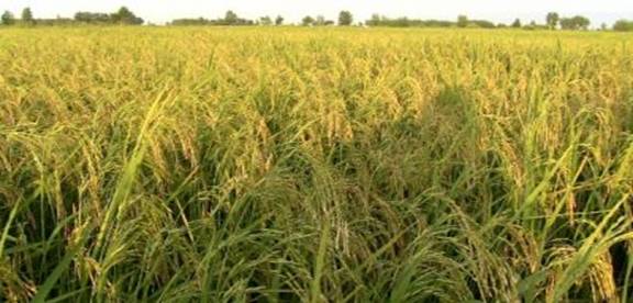 استفاده از کود افزایش باردهی برنج