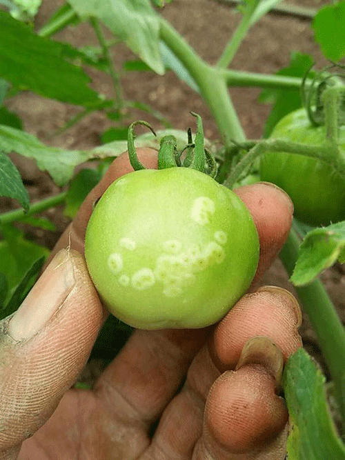 بیماری شانکر باکتریایی گوجه فرنگی