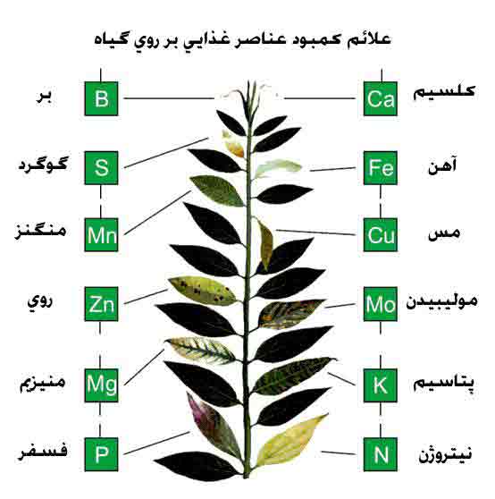 کمبود عناصر غذایی در گیاهان