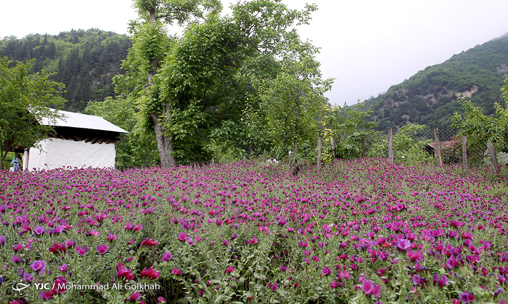 آموزش کاشت گل گاوزبان