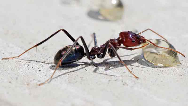 مبارزه با مورچه ها در خانه